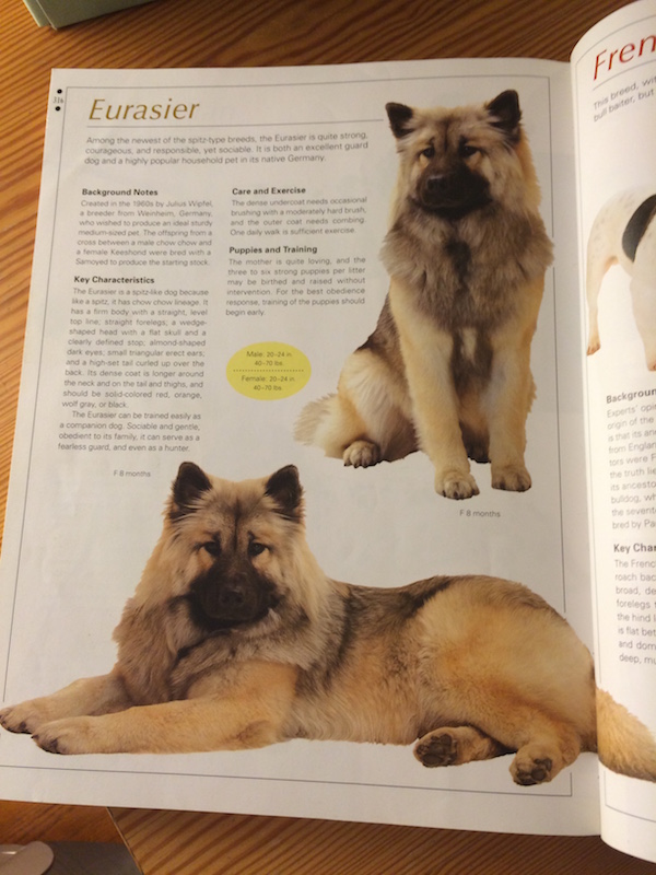 eurasier dog