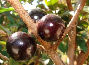 Jaboticaba Causes A Constipated Intestine