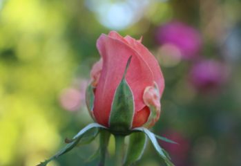 Enveloped in a Veil of Pesticides