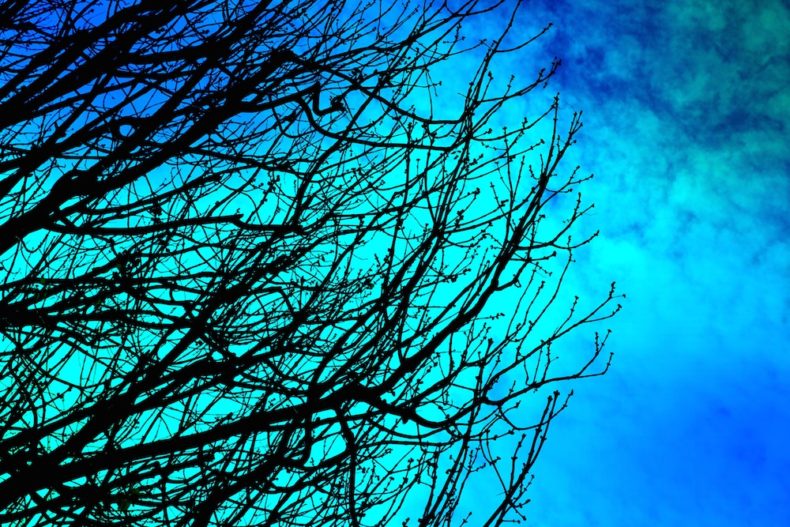 It All Begins With Your Nervous System by Dr. Giancarlo Licata