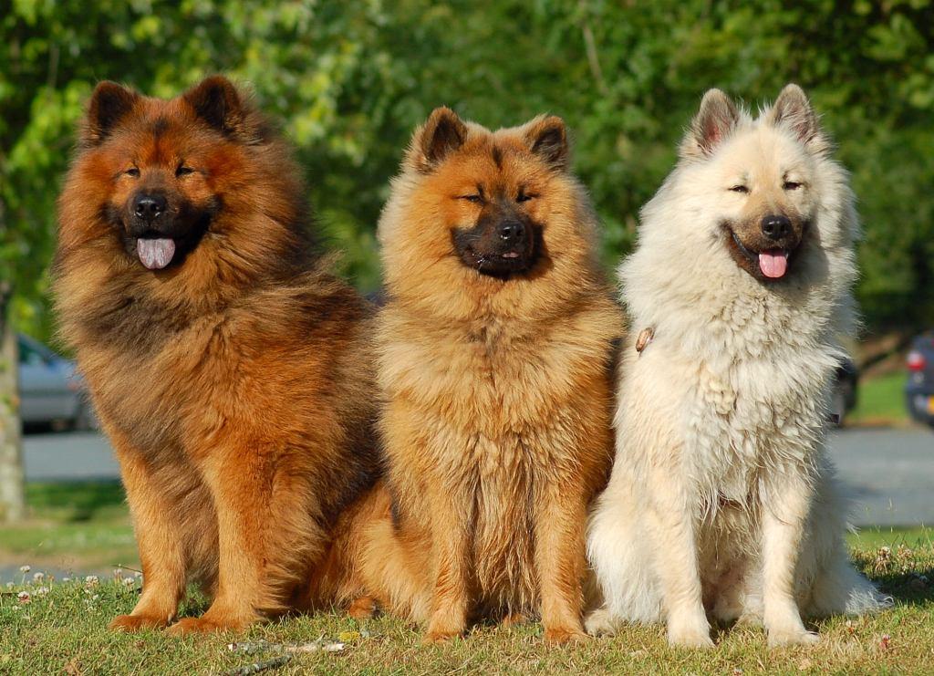 Eurasier dogs