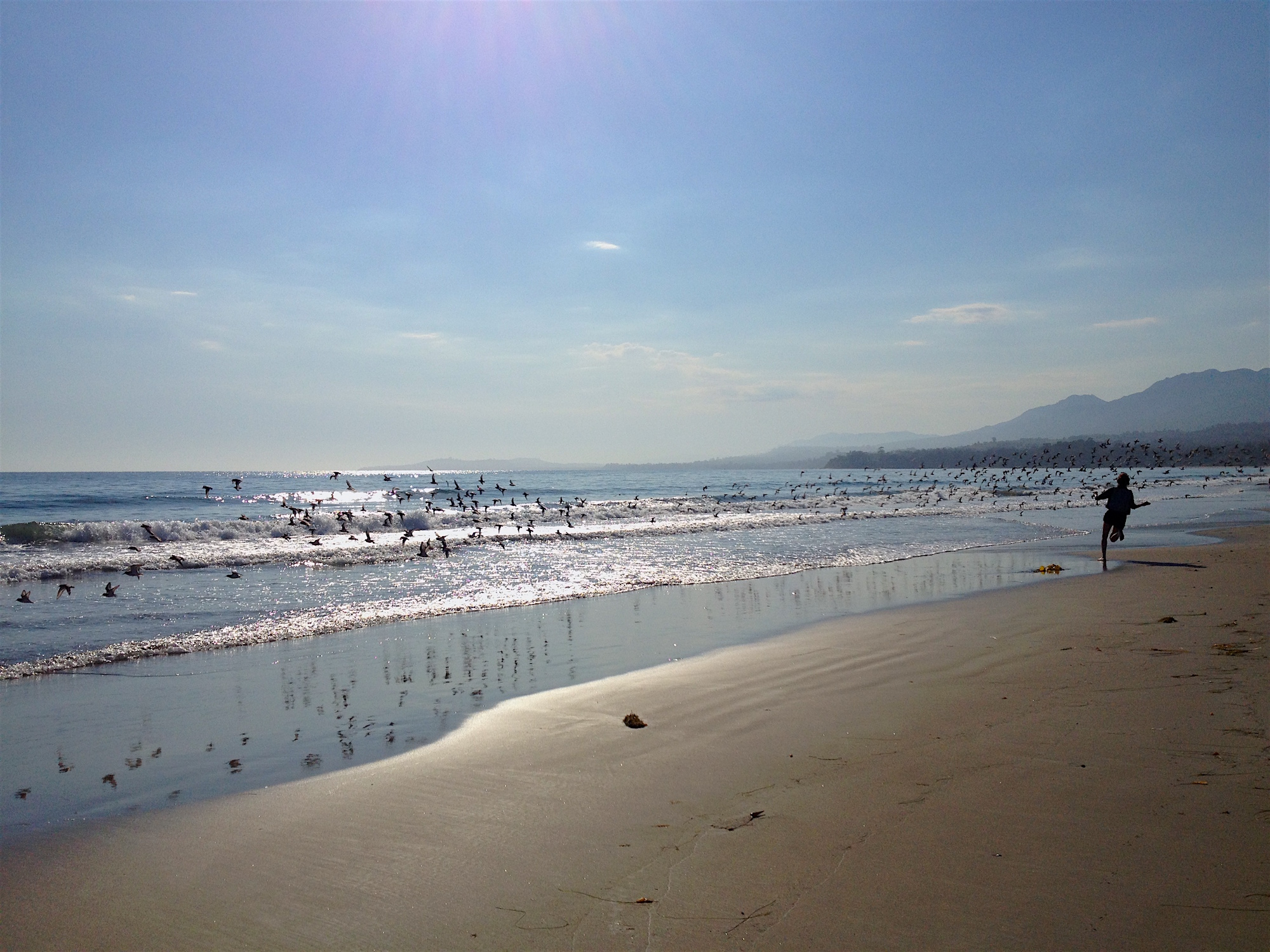 Sprinting and Chasing Seaguls