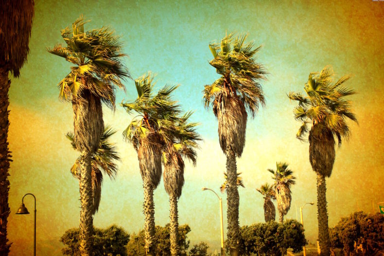 HEALTHY TRAVELS: Santa Barbara, California Santa Barbara Palm Trees