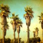 HEALTHY TRAVELS: Santa Barbara, California Santa Barbara Palm Trees