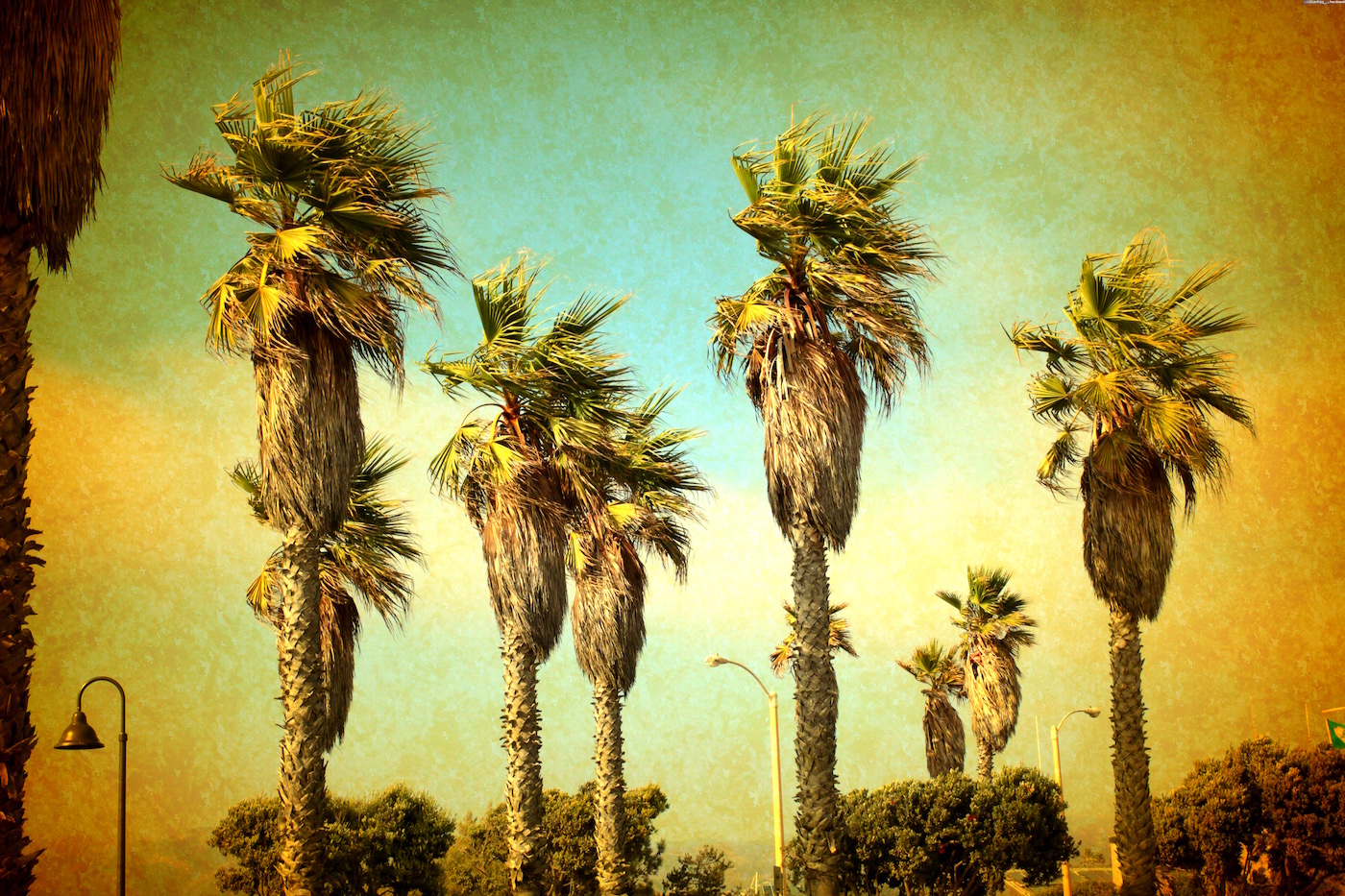 Santa Barbara Palm Trees