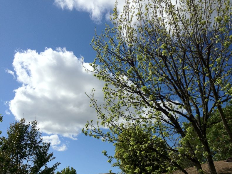 Healing a Cold Naturally